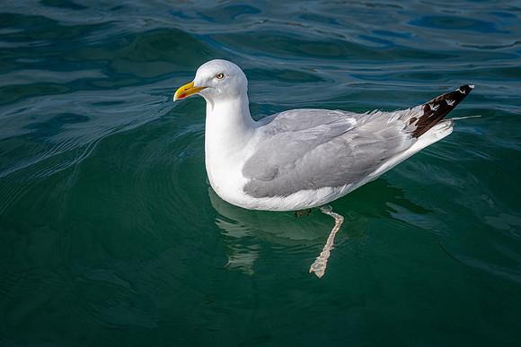 Waiting Herring Gull