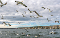 So Many Gannets -1