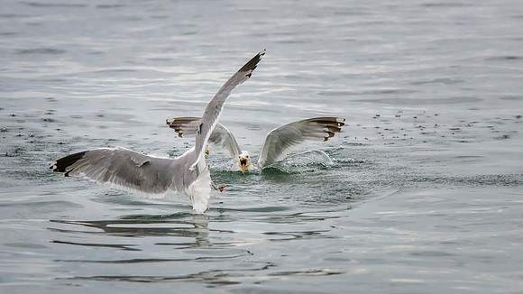 Gullfight
