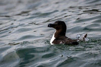 RazorBill