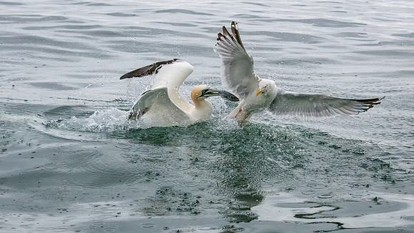 Gull Tries to Steal