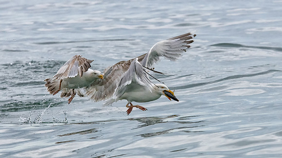 Young Gull Chasing Adult with Fish