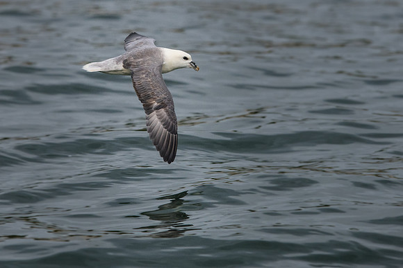 Fulmar -4