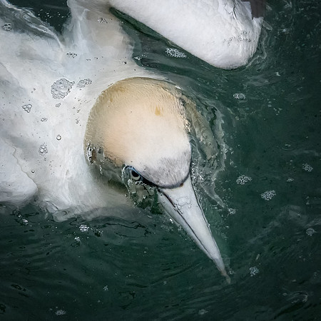All Wet