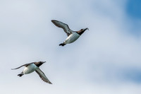 Guillemots Heading Home