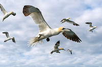 So Many Gannets -3