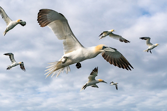 So Many Gannets -3
