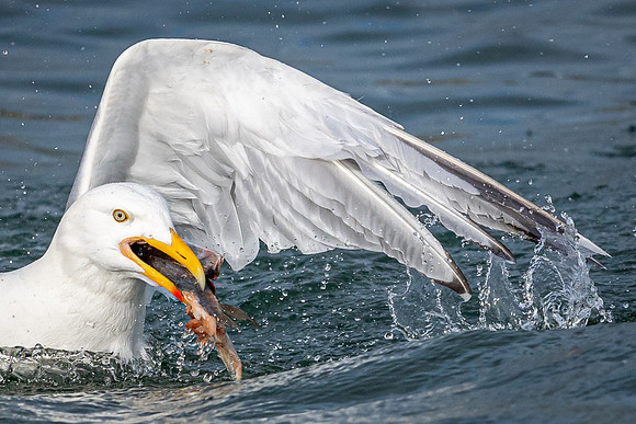 Gull with Fish
