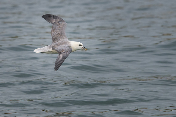 Fulmar -5