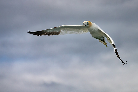 Gannet Arriving