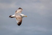 Immature Herring Gull