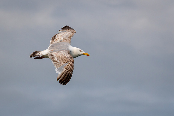 Immature Herring Gull
