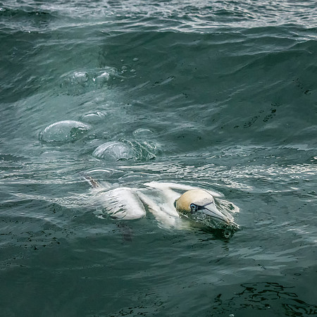 Surfacing After Dive