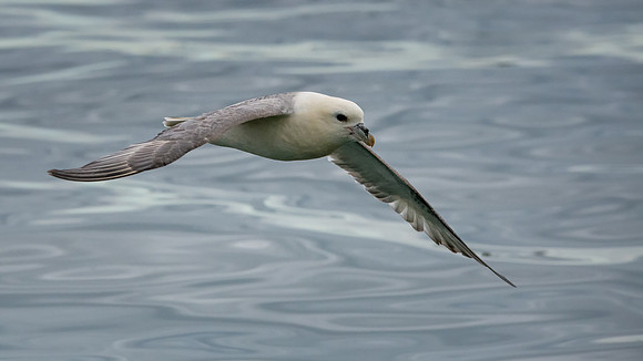 Fulmar -3