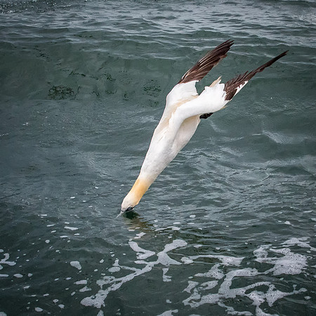 Streamlined Dive