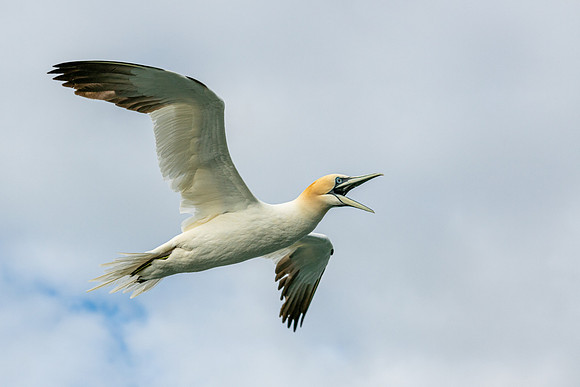 Gannet Calling Before Dive