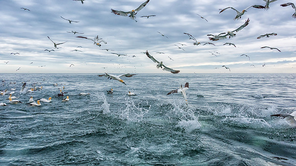 So Many Gannets!