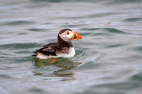 Puffin Swimming