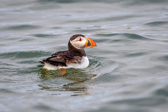 Puffin Swimming