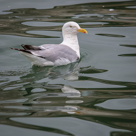Herring Gull