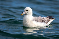 Fulmar -2