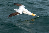 Another Dive