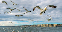 So Many Gannets -2