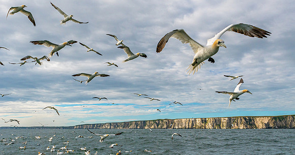 So Many Gannets -2