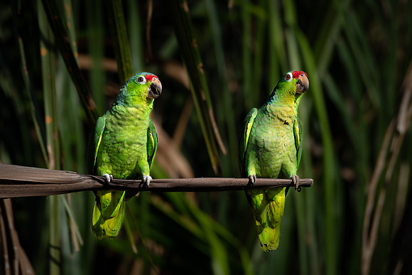 Red-lored Parrot -1