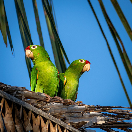 Crimson-fronted Parakeet -1