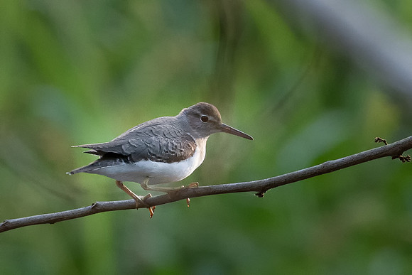 Spotted Sandpiper
