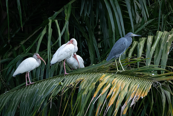 White Ibis and Blue Heron