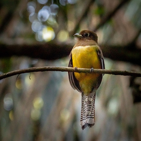 Black-throated Trogon -1