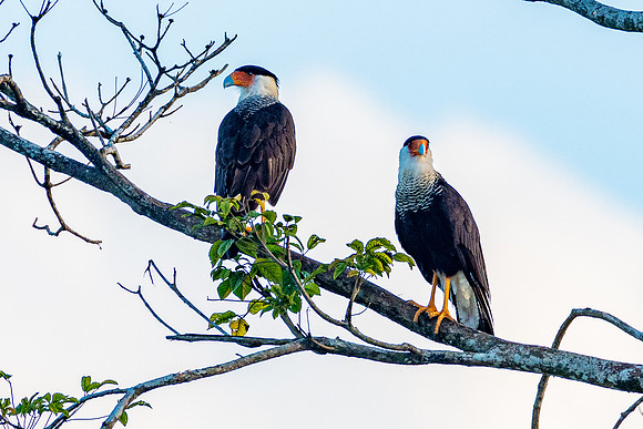 Crested Caracara
