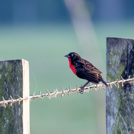 Red-breasted Meadowlark