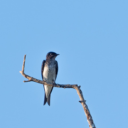 Grey-breasted Martin