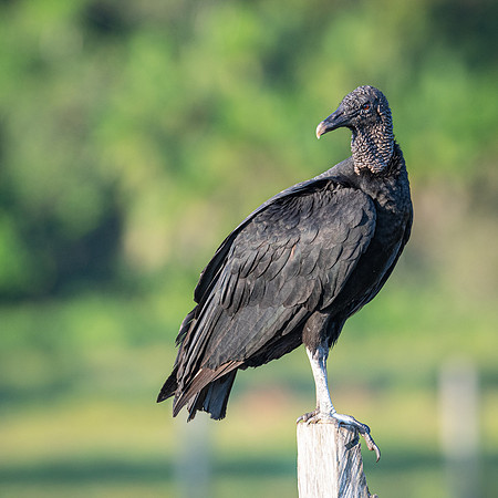 Black Vulture
