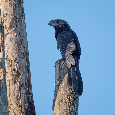 Groove-billed Ani