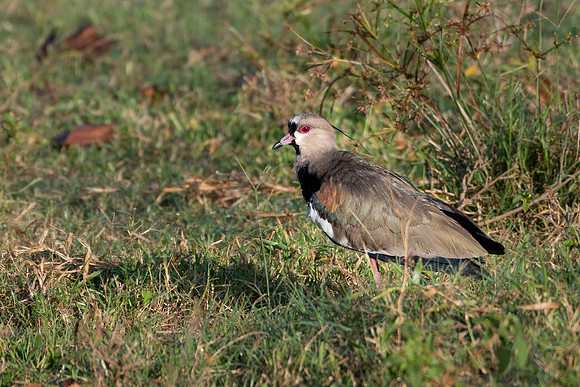 Southern Lapwing