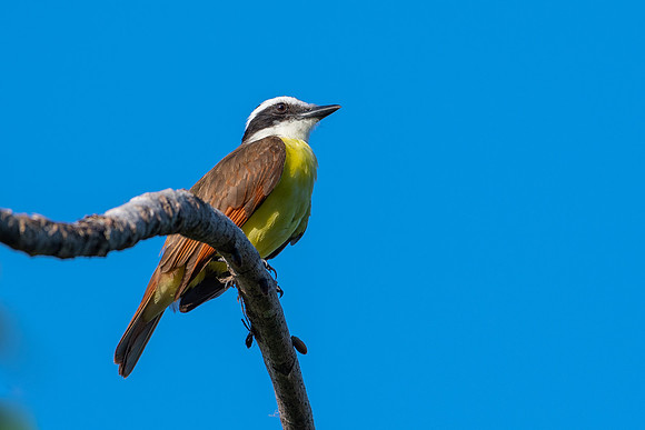 Great Kiskadee