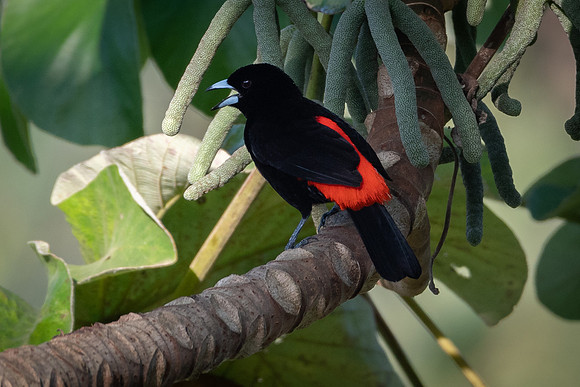 Scarlet-rumped Tanager -1
