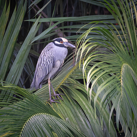 Yellow-crowned Night Heron -1