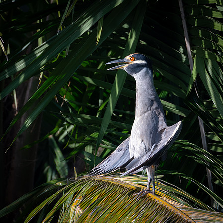 Yellow-crowned Night Heron Drying Wings