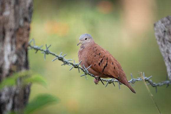 Ruddy Ground Dove