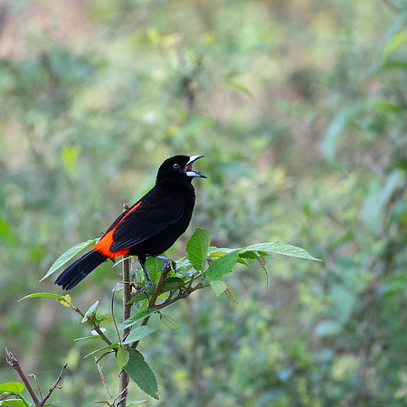 Scarlet-rumped Tanager -2