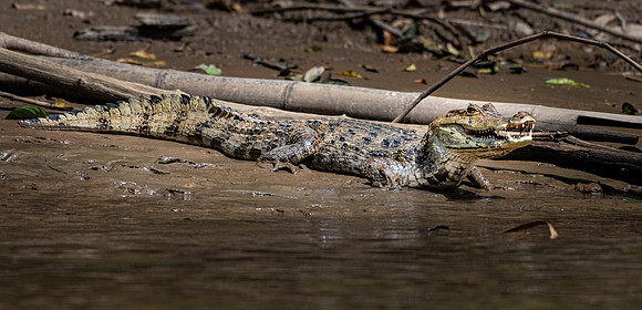 Spectacled Caiman -4