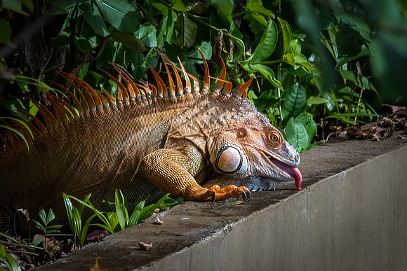 Green Iguana (m) -4