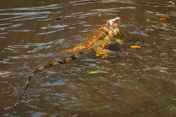 Green Iguana (m) -3