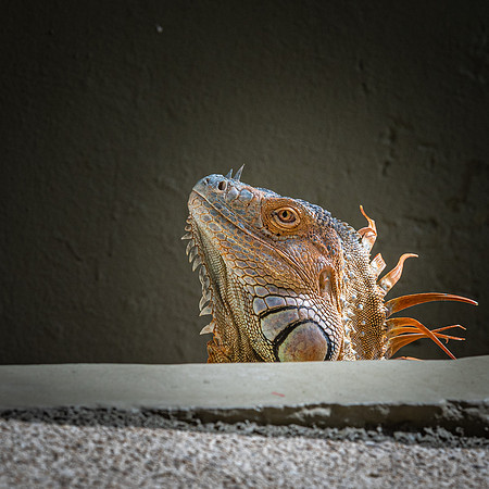 Green Iguana (m) -2
