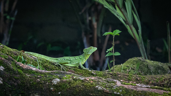 Costa Rica-6